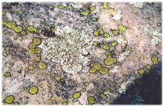 web of lichen